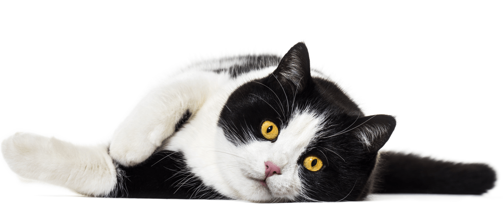 Cat | Direct Carpet Unlimited