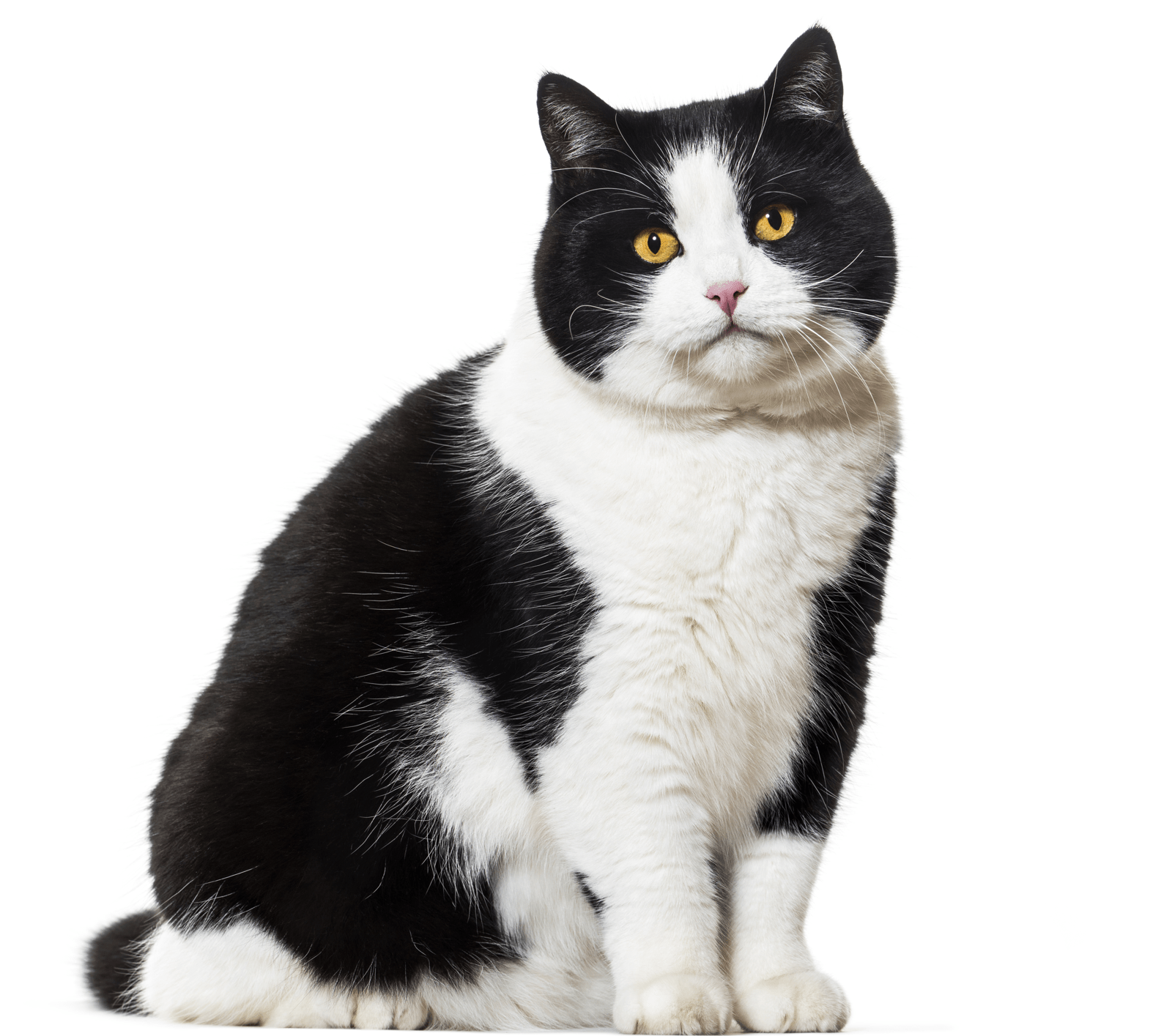 Domestic cat | Direct Carpet Unlimited