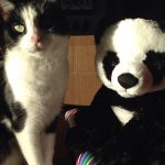 Birdie | Direct Carpet Unlimited