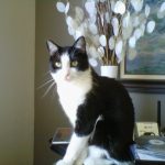 Birdie | Direct Carpet Unlimited