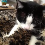 Birdie | Direct Carpet Unlimited