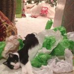 Birdie | Direct Carpet Unlimited