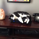 Birdie | Direct Carpet Unlimited