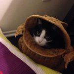 Birdie | Direct Carpet Unlimited