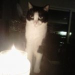 Pet friendly product | Direct Carpet Unlimited