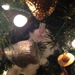 Pet friendly products | Direct Carpet Unlimited