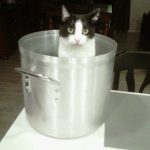 Cat in utensil | Direct Carpet Unlimited