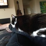 Cat sleeping | Direct Carpet Unlimited