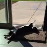 Birdie Pet friendly floor | Direct Carpet Unlimited