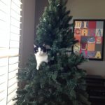 Pet friendly product | Direct Carpet Unlimited