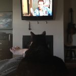 Birdie watching TV | Direct Carpet Unlimited