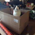 Birdie in box | Direct Carpet Unlimited