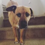 Dog on Carpet | Direct Carpet Unlimited