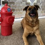 Dog on Carpet | Direct Carpet Unlimited