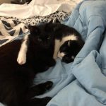 Black cats | Direct Carpet Unlimited