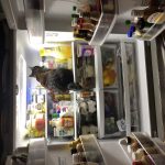 Cat in fridge | Direct Carpet Unlimited