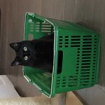 Cat in basket | Direct Carpet Unlimited