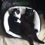 Cats | Direct Carpet Unlimited