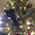 Cat in Christmas tree | Direct Carpet Unlimited