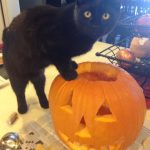 Black cat | Direct Carpet Unlimited