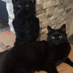 Black cats | Direct Carpet Unlimited