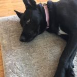 Black dog | Direct Carpet Unlimited