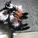 Cats on floor | Direct Carpet Unlimited