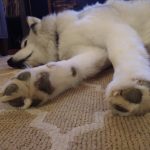 Dog slept on Carpet | Direct Carpet Unlimited