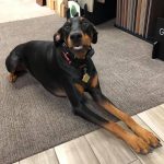 Dog on floor | Direct Carpet Unlimited