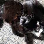 Black cats on Carpet | Direct Carpet Unlimited
