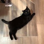 Cat on floor | Direct Carpet Unlimited