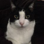 Cat | Direct Carpet Unlimited