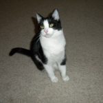 Cat on Carpet | Direct Carpet Unlimited