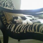 Cat on sofa | Direct Carpet Unlimited