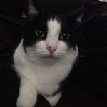 Birdie | Direct Carpet Unlimited