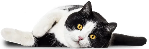 Cat | Direct Carpet Unlimited