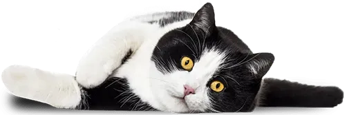 imgi_20_birdie-laying imgi_20_birdie-laying