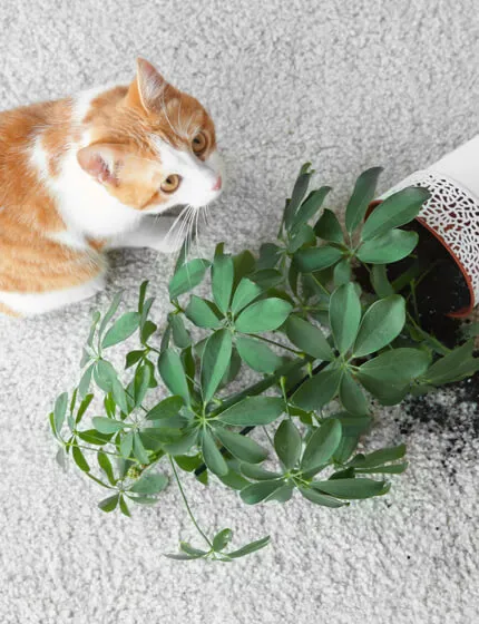 imgi_5_pet-carpet-stain