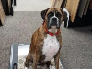 imgi_7_Artboard-Copy-4-300x225